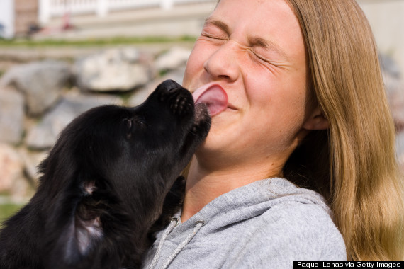 black puppy licking