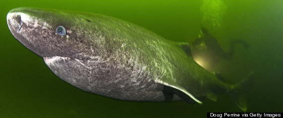 greenland shark