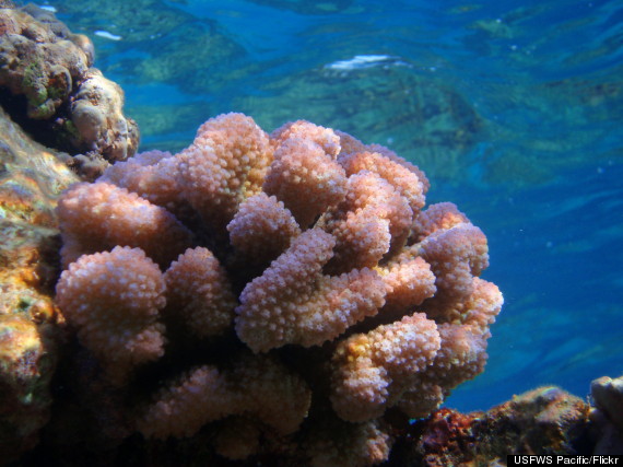 hawaiian islands national wildlife refuge