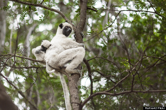 tsingy de bemaraha strict nature reserve