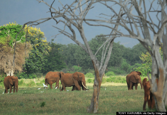 tsavo east national park