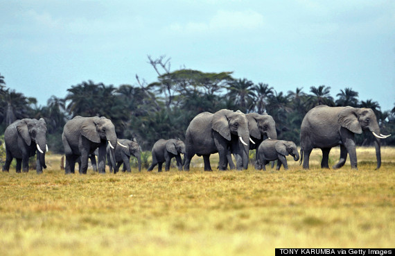 kenya wildlife service