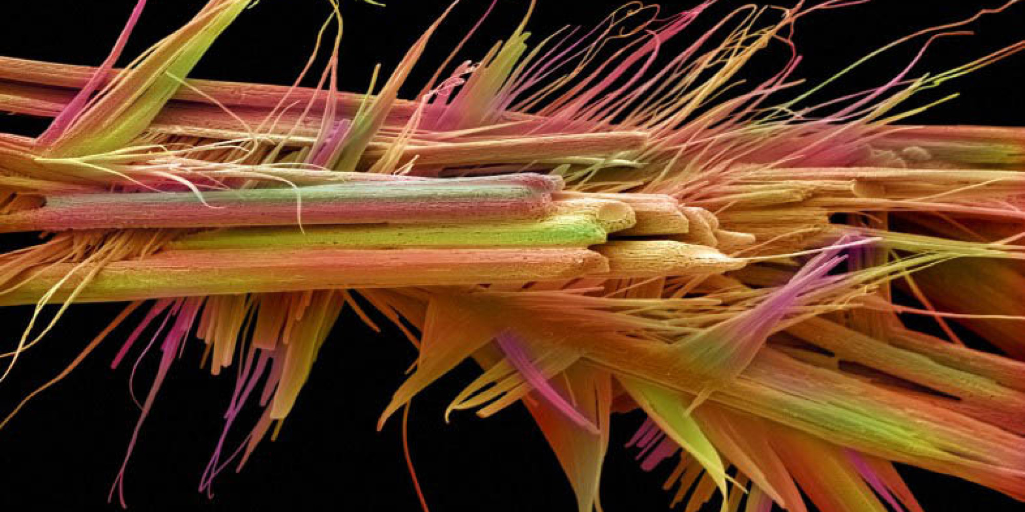 Кристаллы кофеина под микроскопом