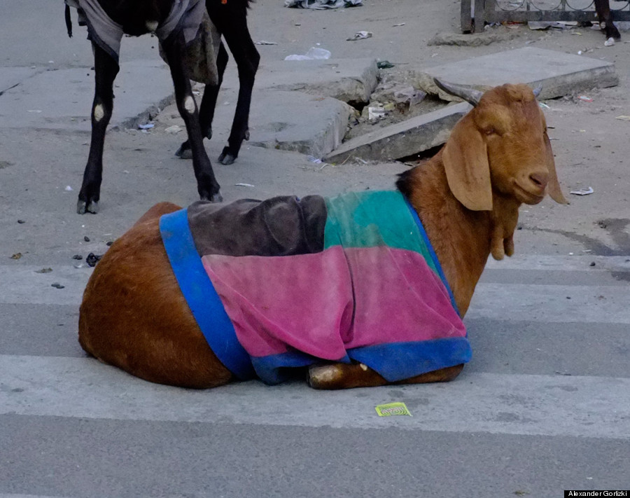 goat sweater