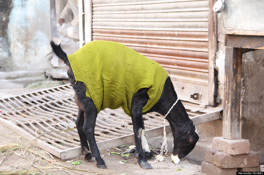 goat sweater