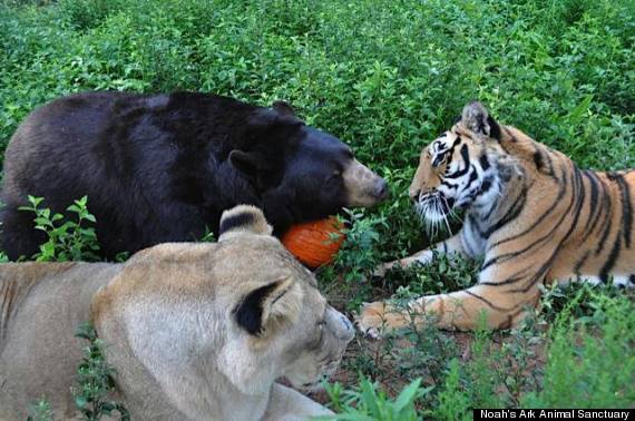 How An Abused Lion, Tiger And Bear Became An Unlikely Family (PHOTOS) |  HuffPost Good News
