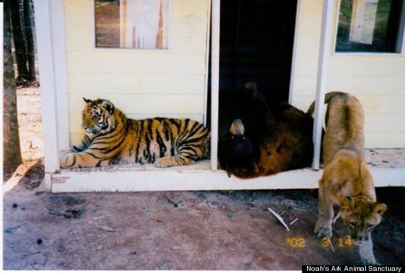 New 'little tiger cat' species found in Brazil 