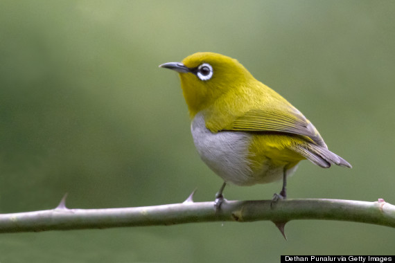 oriental whiteeye