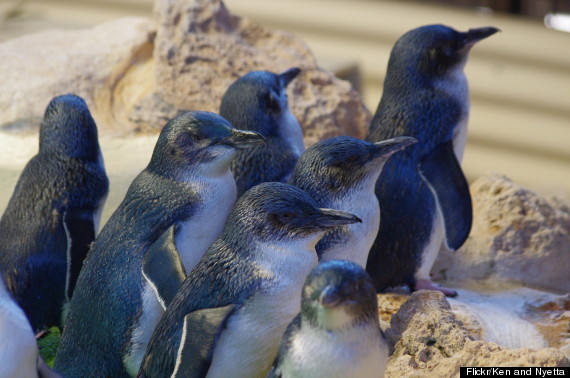 penguin island australia
