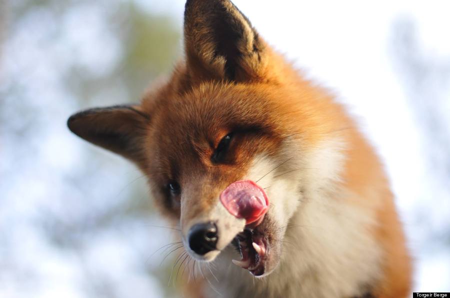 fox12