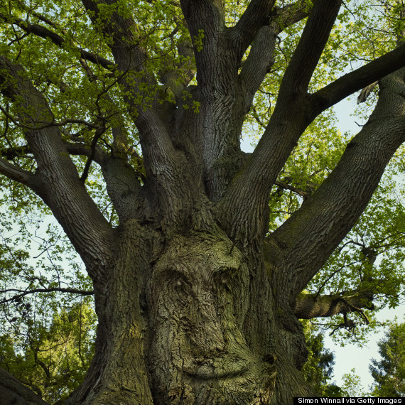 smile in tree