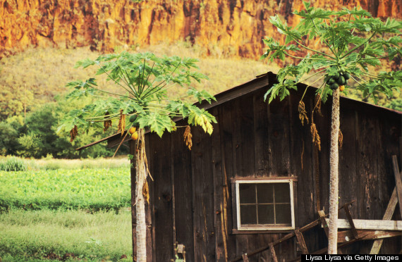 Glamping In Hawaii: Your Answer To The Stereotypical Resort Vacation ...