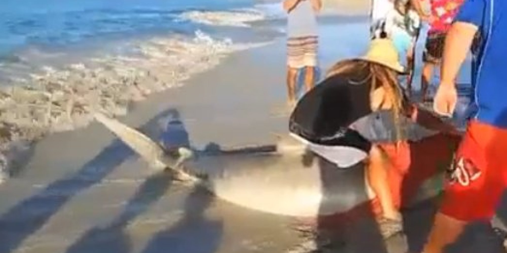 Fishermen Accidentally Catch Tiger Shark, But What They Do Next Is ...