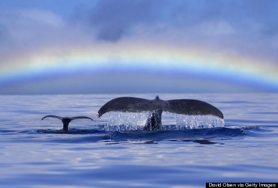maui whales