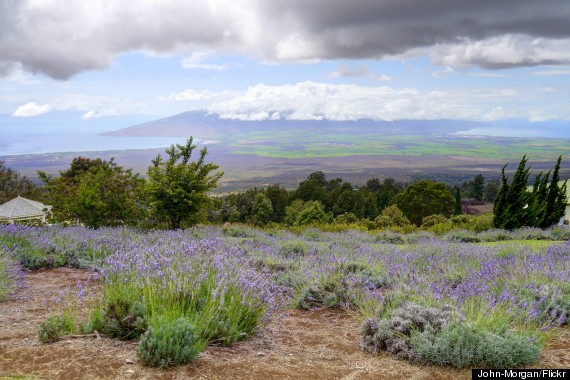 lavender fields maui