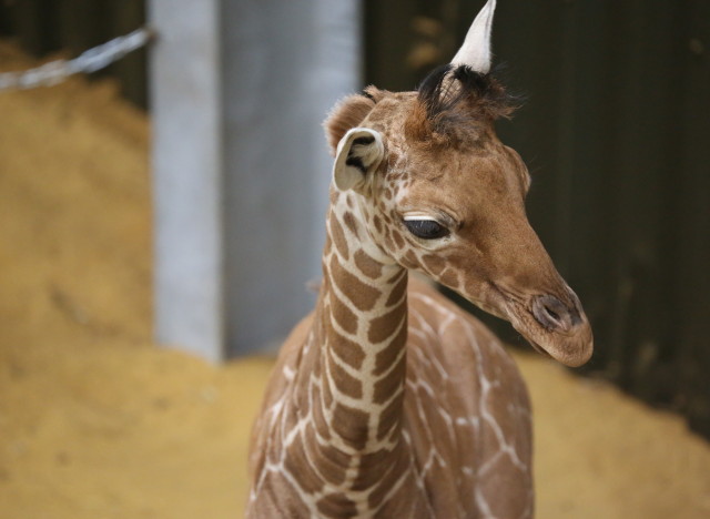 Meet Whipsnade Zoos New Baby Giraffe Its A Girl Video Photos