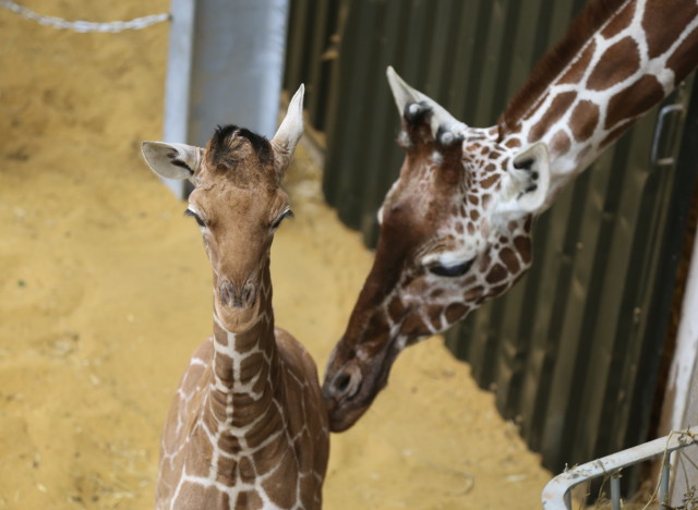 Meet Whipsnade Zoo's New Baby Giraffe, It's A Girl! (VIDEO, PHOTOS ...