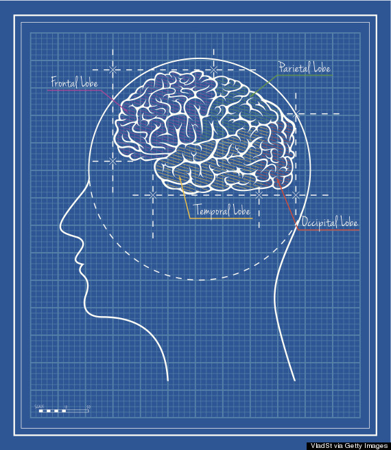 occipital lobe