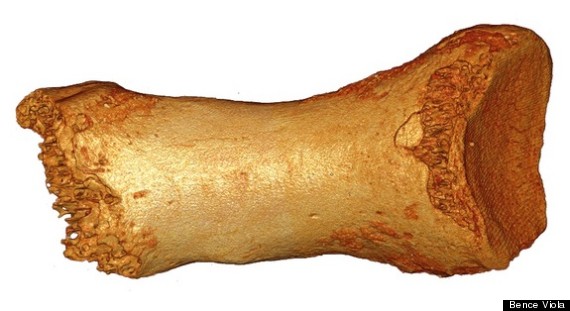 neanderthal toe bone