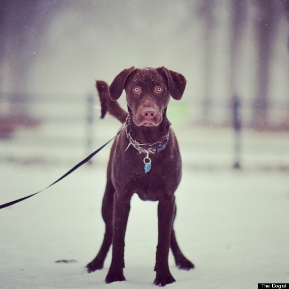 the dogist