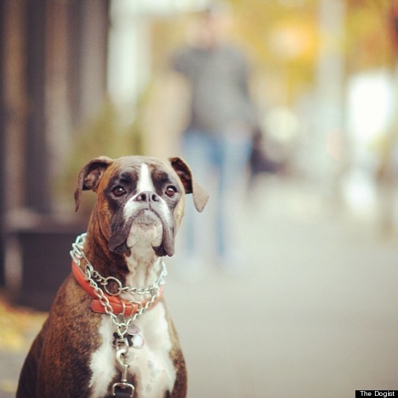 the dogist
