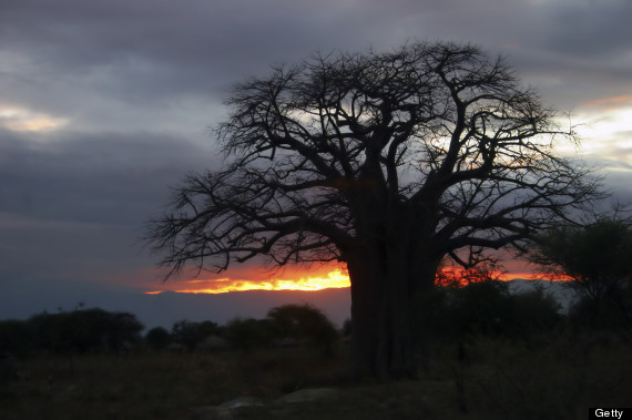 baobab tree