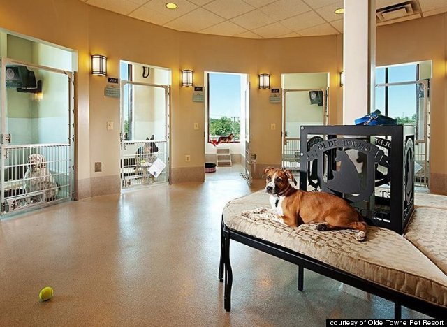 The Amazingly Fancy Pet Resort Where 'Cuddle Dates' Are ...