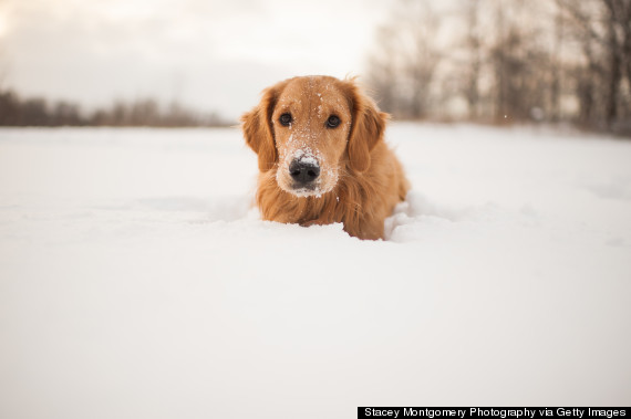 golden retriever