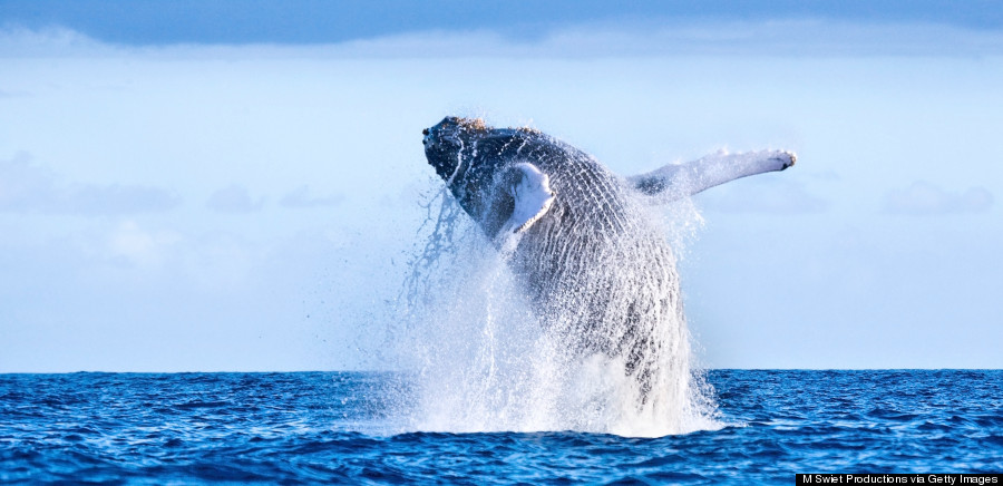 humpback whale hawaii