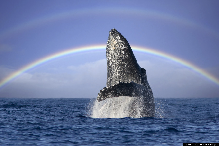 humpback whale hawaii