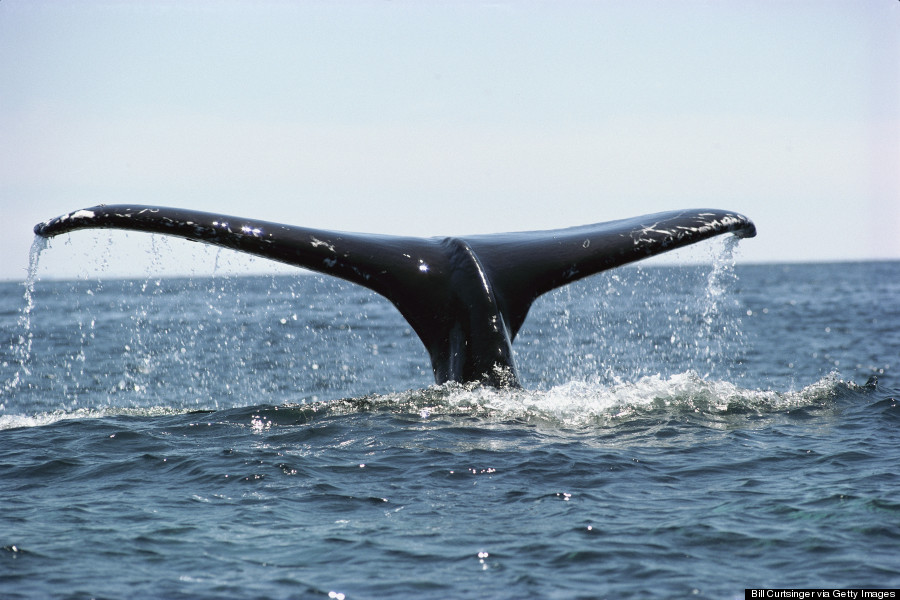 humpback whale hawaii