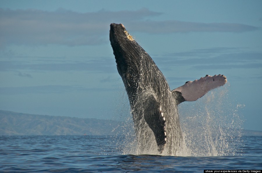 humpback whale hawaii