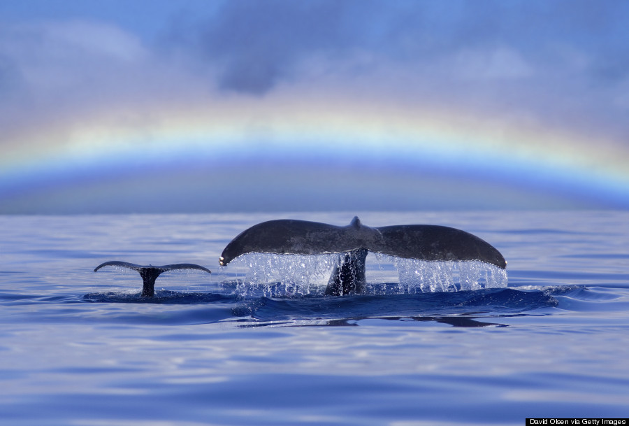 humpback whale hawaii