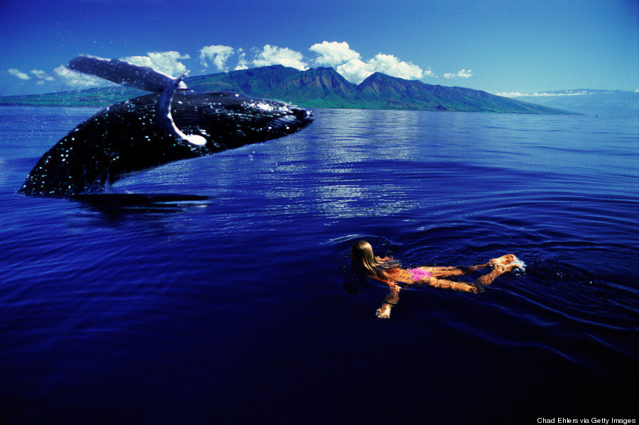 humpback whale hawaii