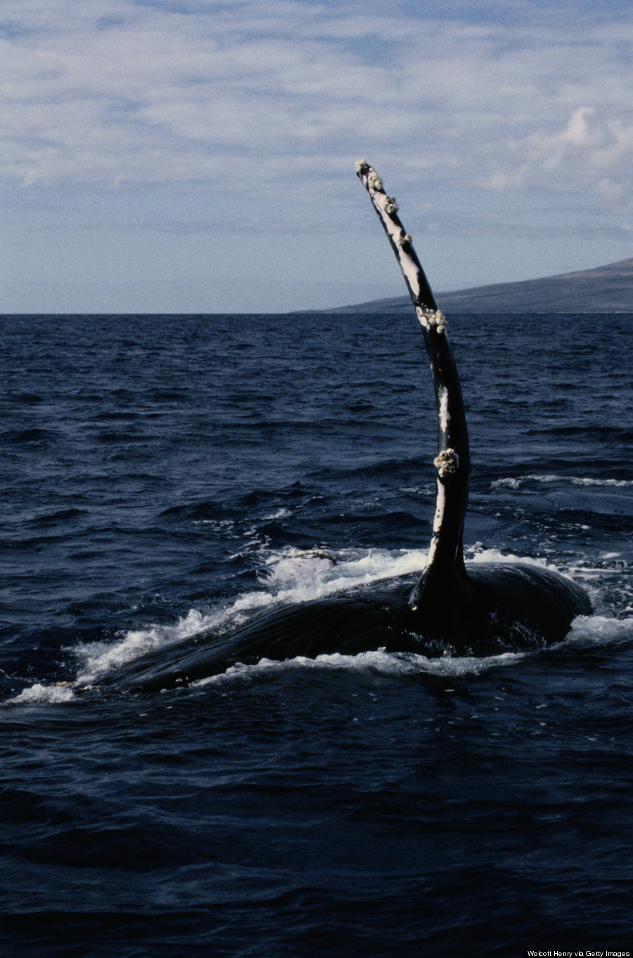 humpback whale hawaii