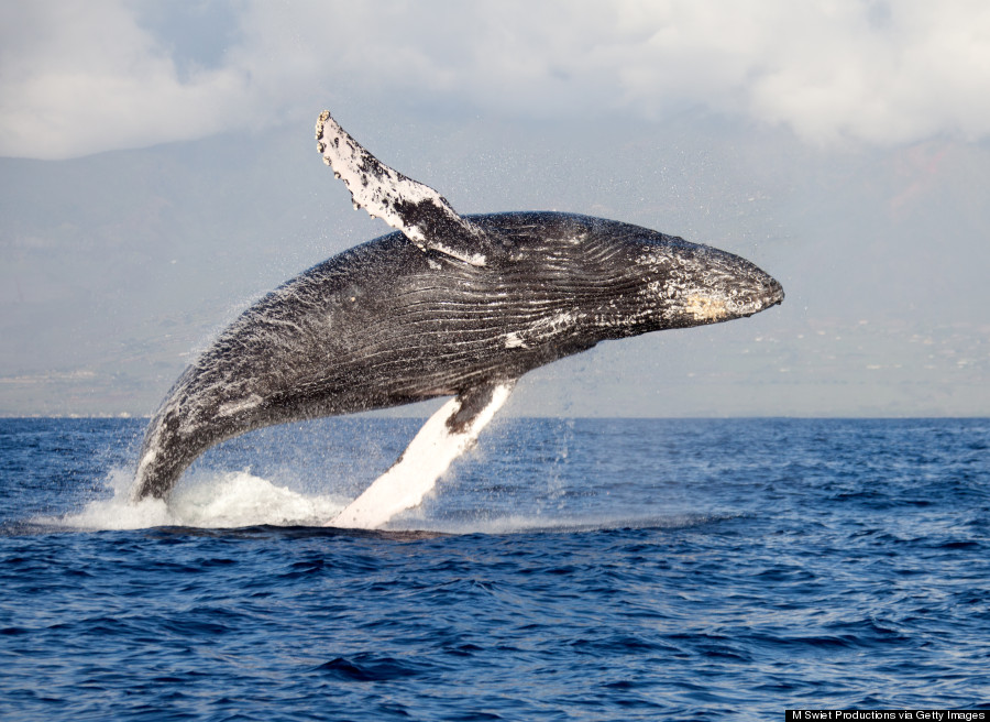 humpback whale hawaii