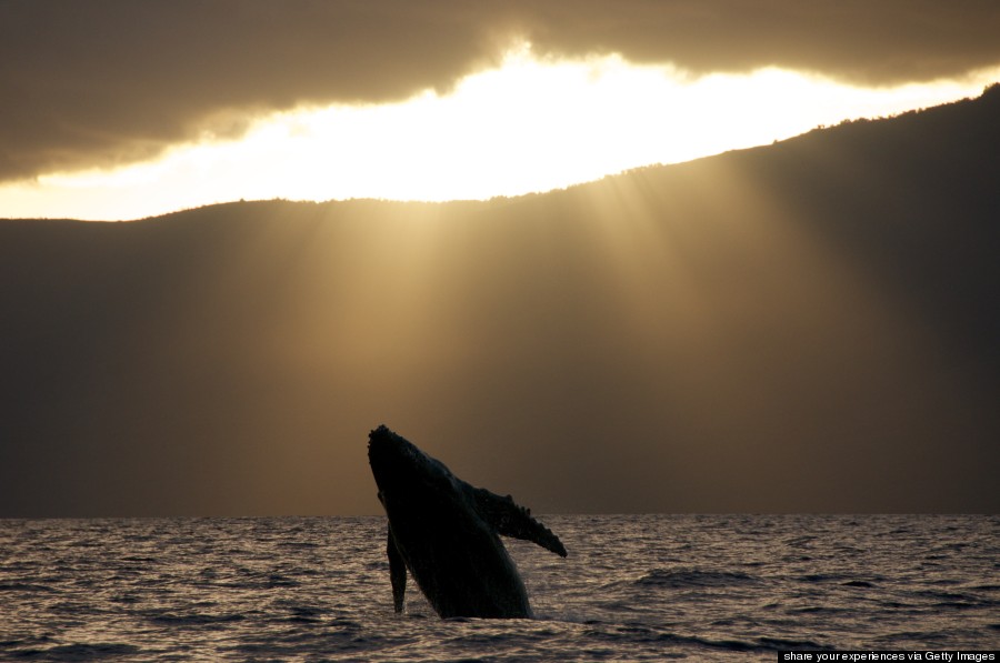 humpback whale hawaii