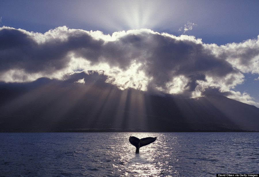 humpback whale hawaii