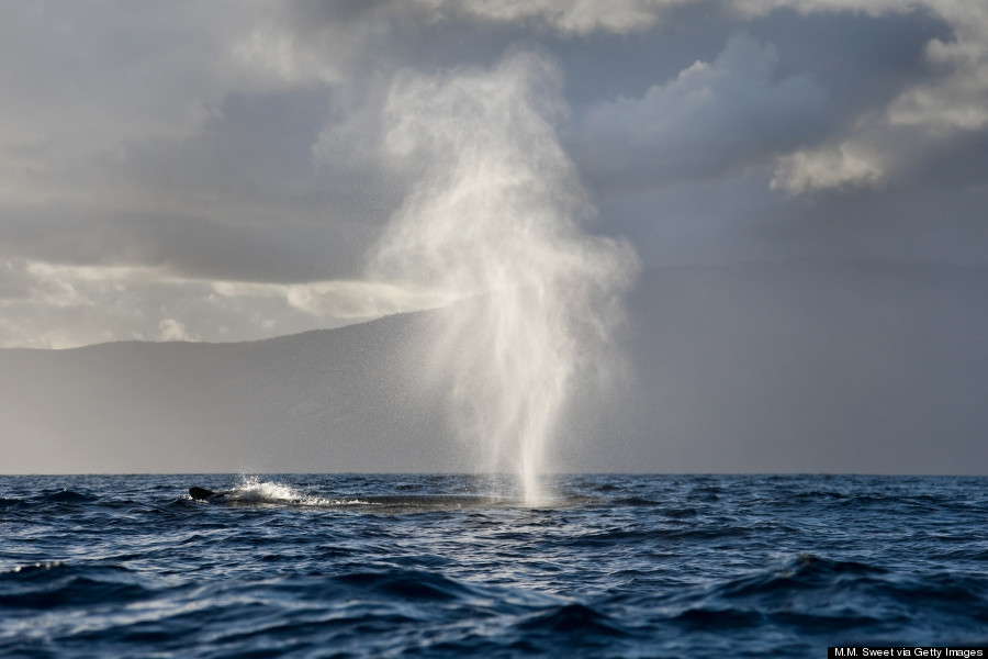 humpback whale hawaii