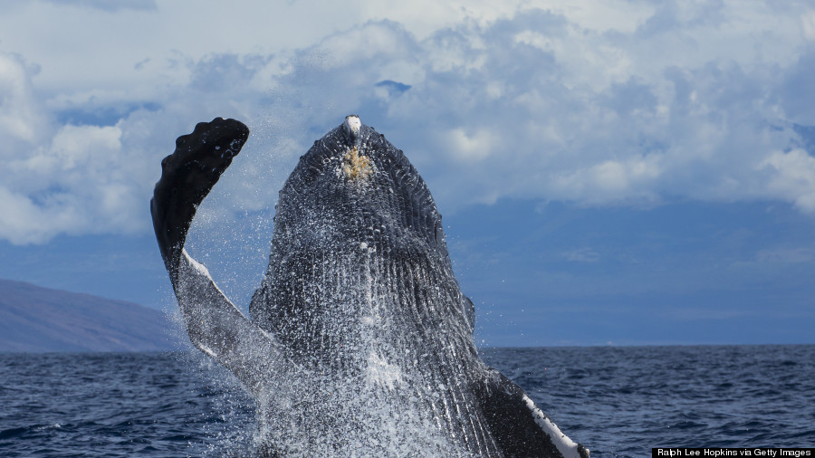 humpback whale hawaii