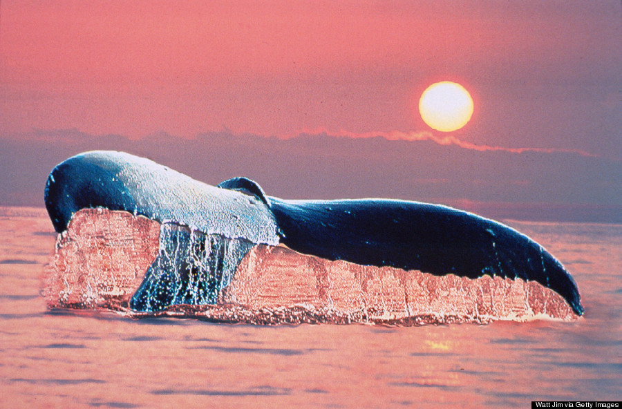 humpback whale hawaii