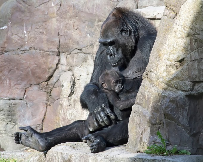 Baby Gorilla And Grandma At San Francisco Zoo Is The Cutest Thing You