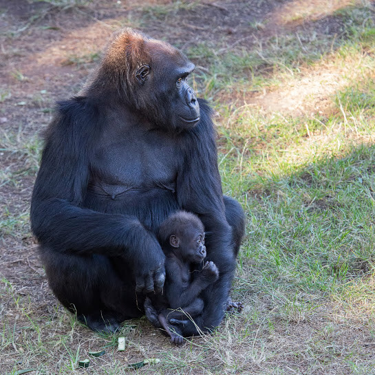 zoo_watching