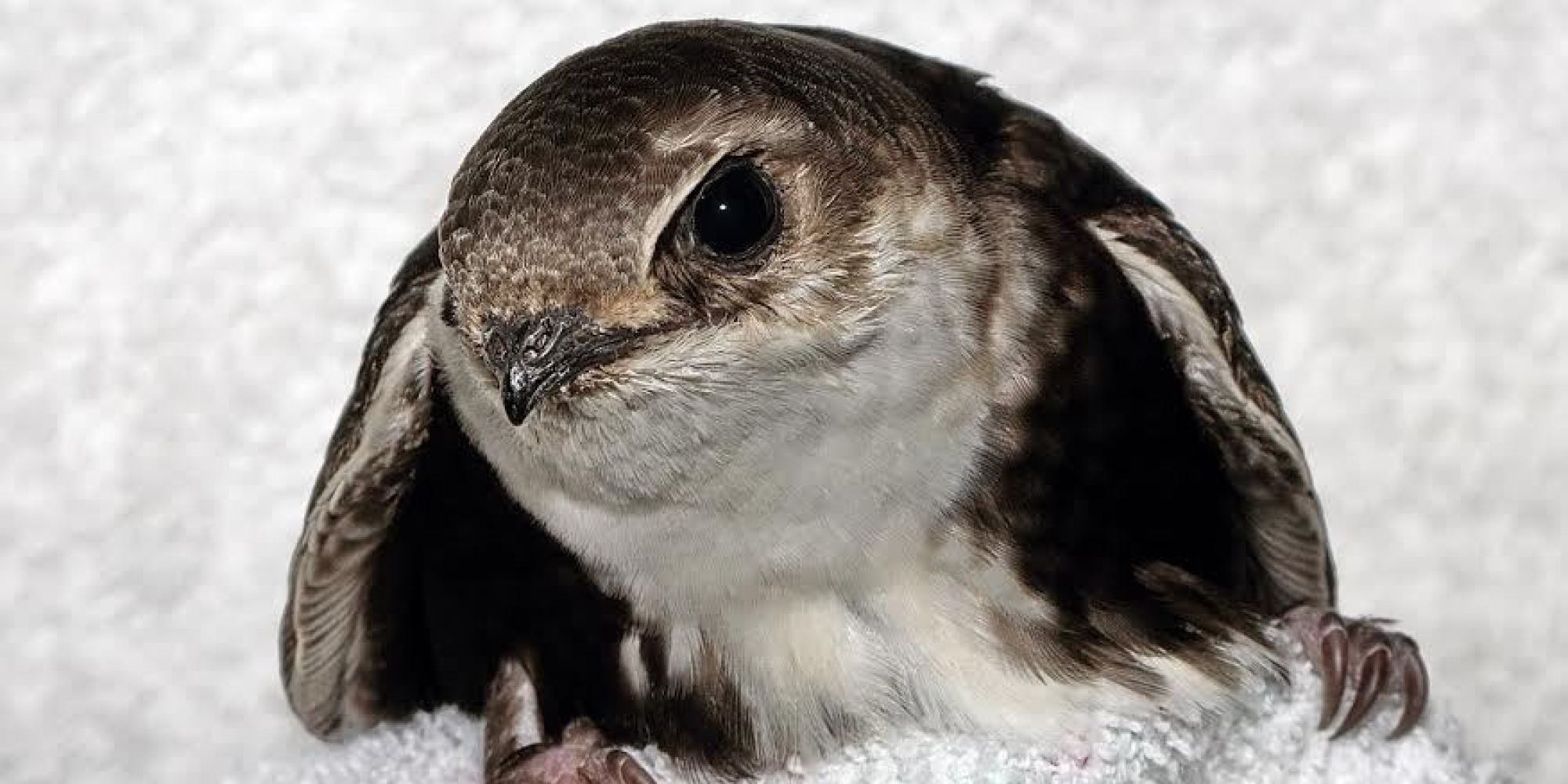 'Taylor' The Swift, Stranded Bird, Faces Road Trip To Rescue (PHOTO)