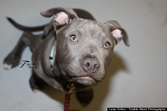 dominic comfort pit bull