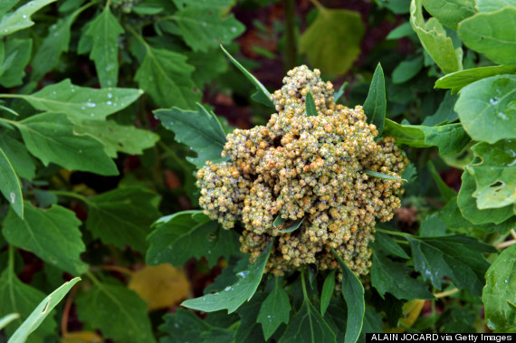 quinoa plant