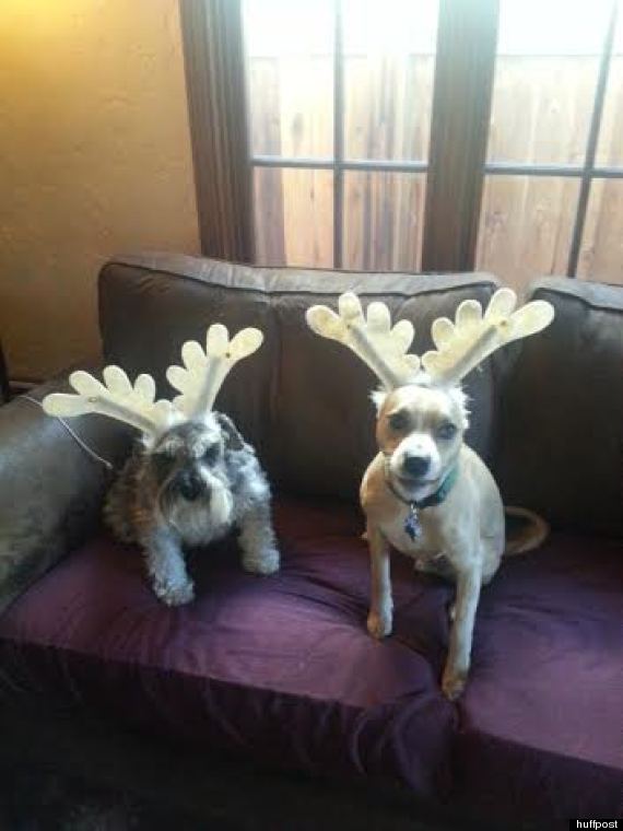 festive dogs