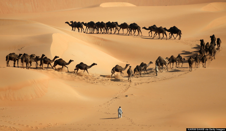 camels liwa