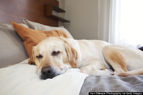 dog hotel