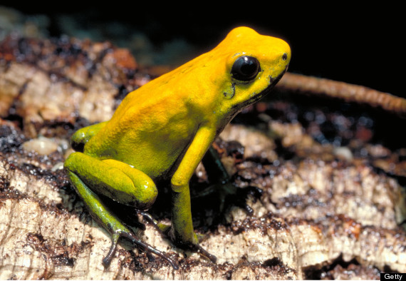 golden poison dart frog